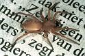 Clubiona_stagnatilis_F0378_Z_90_Badhoevedorp_Nederland