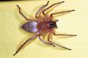 Clubiona_stagnatilis_F0379_Z_86_Badhoevedorp_Nederland