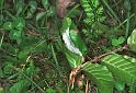 Clubiona_stagnatilis_F2109_Z_85_Karpaten_Roemenie