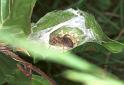 Clubiona_stagnatilis_F2110_Z_85_Karpaten_Roemenie
