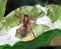 Clubiona_stagnatilis_F2111_Z_80_Karpaten_Roemenie