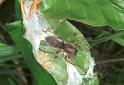 Clubiona_stagnatilis_F2114_Z_85_Karpaten_Roemenie