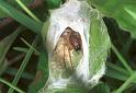 Clubiona_stagnatilis_F2115_Z_83_Karpaten_Roemenie