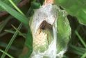 Clubiona_stagnatilis_F2116_Z_82_Karpaten_Roemenie