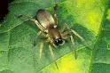 Clubiona_stagnatilis_P0251_Z_94_Badhoevedorp_Nederland