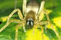 Clubiona_stagnatilis_P0252_Z_85_Badhoevedorp_Nederland