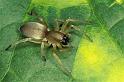 Clubiona_stagnatilis_P0253_Z_90_Badhoevedorp_Nederland
