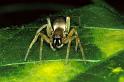 Clubiona_stagnatilis_P0254_Z_80_Badhoevedorp_Nederland