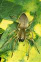 Clubiona_stagnatilis_P0255_Z_85_Badhoevedorp_Nederland