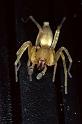 Clubiona_terrestris_P0275_Z_85_Badhoevedorp_Nederland
