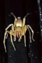 Clubiona_terrestris_P0276_Z_75_Badhoevedorp_Nederland