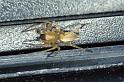 Clubiona_terrestris_P0280_Z_80_Badhoevedorp_Nederland