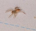 Clubiona_trivialis_D5589_Z_85_Badhoevedorp_Nederland
