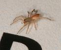 Clubiona_trivialis_D5590_Z_88_Badhoevedorp_Nederland