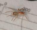Clubiona_trivialis_D5591_Z_82_Badhoevedorp_Nederland