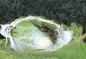 ZZ_ZZXYX_F2449_Z_82_Badhoevedorp_Nederland