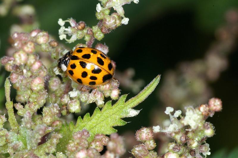 Adalia_10-punctata_D4474_Z_85_Belversven_Nederland.jpg