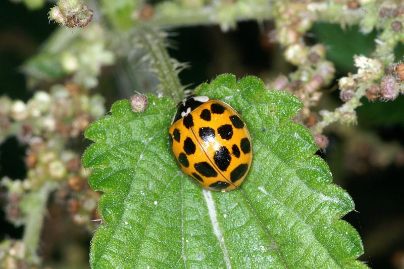Adalia_10-punctata_D4476_Z_89_Belversven_Nederland.jpg