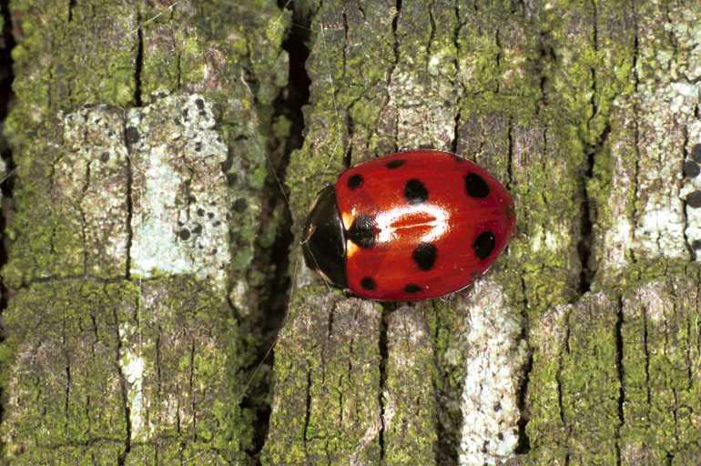 Adalia_10-punctata_F0432_O_78_Badhoevedorp_Nederland.jpg