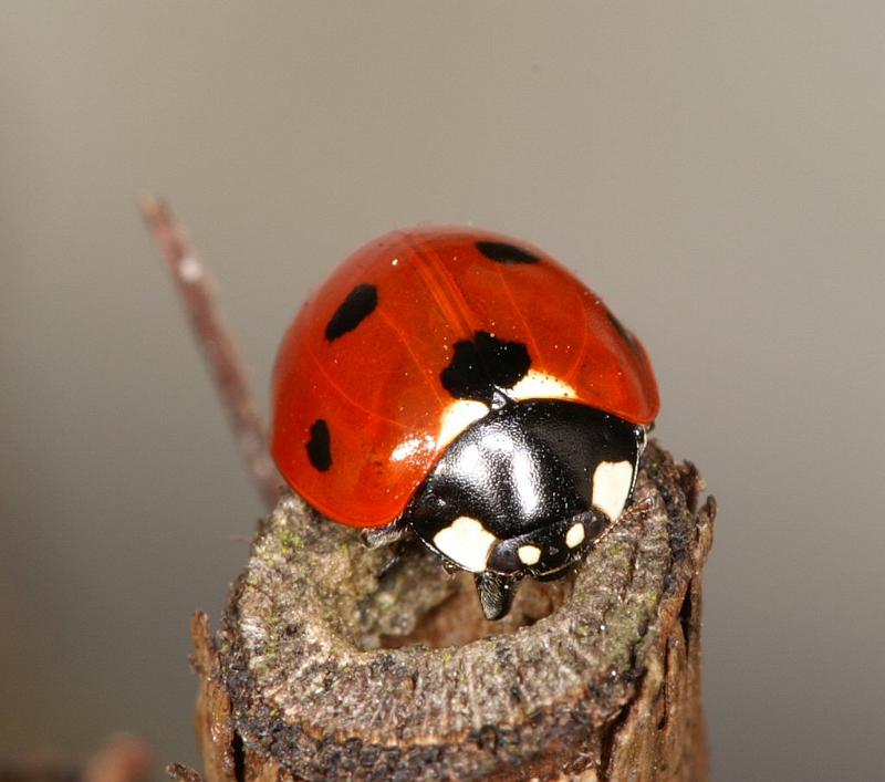 Coccinella_7-punctata_D2838_Z_82_Badhoevedorp_Nederland.jpg