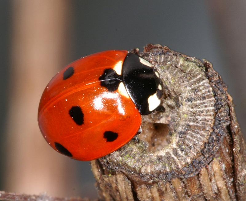 Coccinella_7-punctata_D2839_Z_85_Badhoevedorp_Nederland.jpg