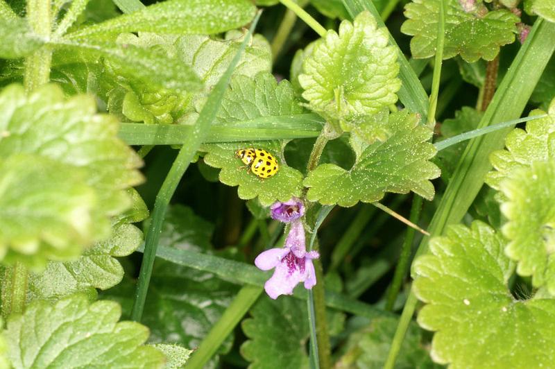 Psyllobora_22-punctata_D4406_Z_85_Oostvlieland_Nederland.jpg