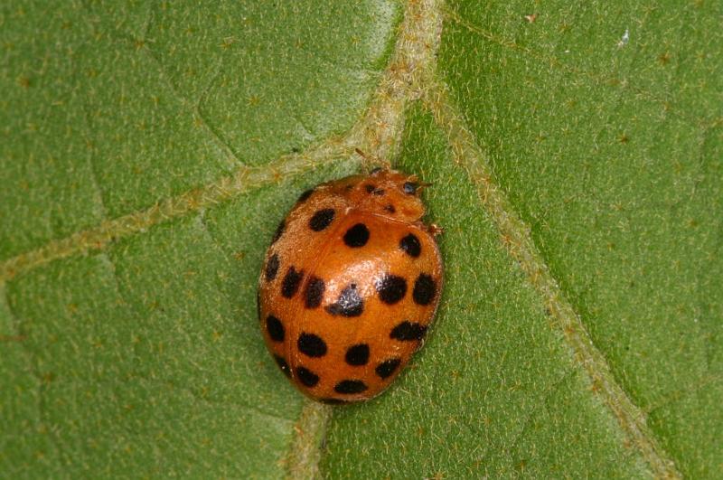 Subcocconella_24-punctata_D5465_Z_90_Yungaburra_Australie.jpg