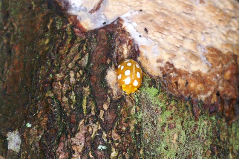 ZZ_ZZXYX_D4037_Z_75_Waterleidingduinen_Nederland.jpg