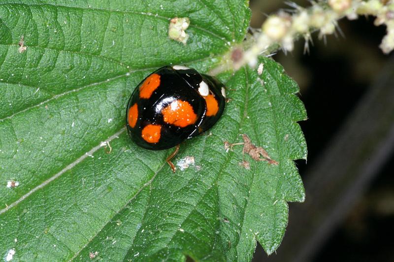 ZZ_ZZXYX_D4475_Z_88_Belversven_Nederland.jpg