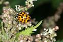 Adalia_10-punctata_D4474_Z_85_Belversven_Nederland