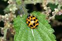 Adalia_10-punctata_D4476_Z_89_Belversven_Nederland