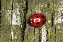 Adalia_10-punctata_F0432_O_78_Badhoevedorp_Nederland