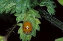 Adalia_bipunctata_P0071_Z_75_Sixt-Fer-a-Cheval_Frankrijk