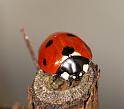 Coccinella_7-punctata_D2838_Z_82_Badhoevedorp_Nederland