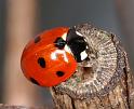 Coccinella_7-punctata_D2839_Z_85_Badhoevedorp_Nederland