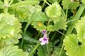Psyllobora_22-punctata_D4406_Z_85_Oostvlieland_Nederland