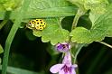 Psyllobora_22-punctata_D4407_Z_88_Oostvlieland_Nederland