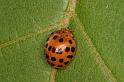 Subcocconella_24-punctata_D5465_Z_90_Yungaburra_Australie