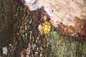 ZZ_ZZXYX_D4037_Z_75_Waterleidingduinen_Nederland