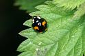 ZZ_ZZXYX_D4477_Z_88_Belversven_Nederland