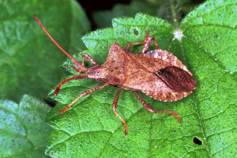 Coreus_marginatus_F1319_Z_86_Brousses-et-Villaret_Frankrijk.jpg