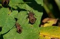 Coreus_marginatus_D5239_Z_88_Maarsenbroek_Nederland