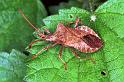 Coreus_marginatus_F1319_Z_86_Brousses-et-Villaret_Frankrijk