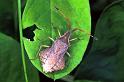 Syromastes_rhombeus_F1212_Z_85_Laprade_Frankrijk