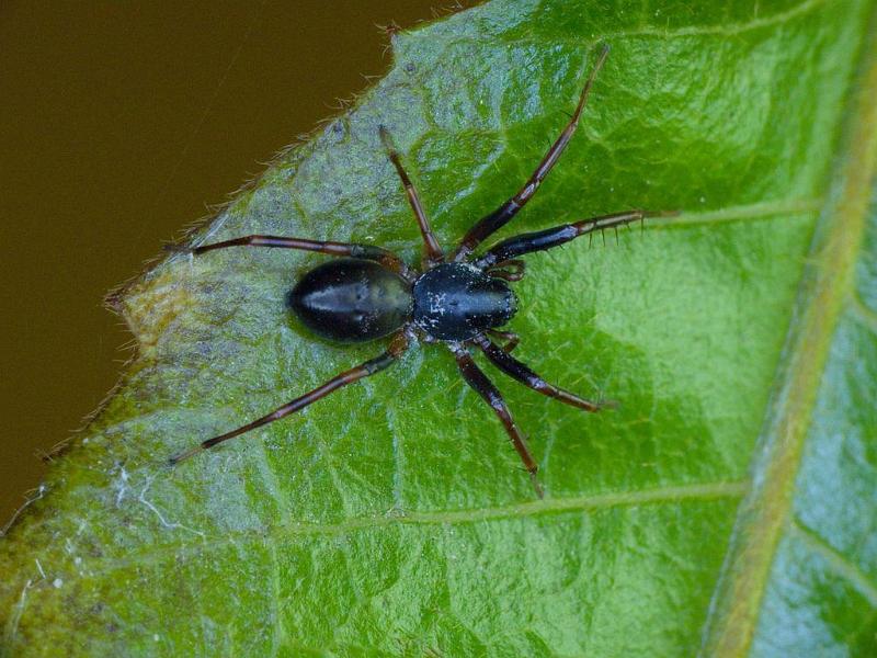 Battalus_spinipes_D6245_Z_88_Brisbane_Australie.jpg