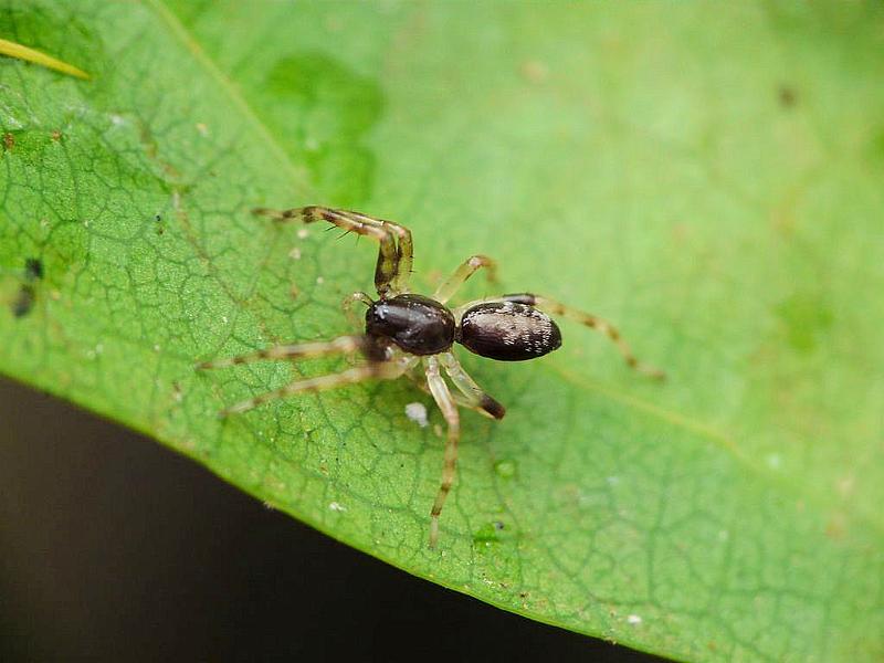 Battalus_spinipes_D6756_O_87_Brisbane_Australie.jpg