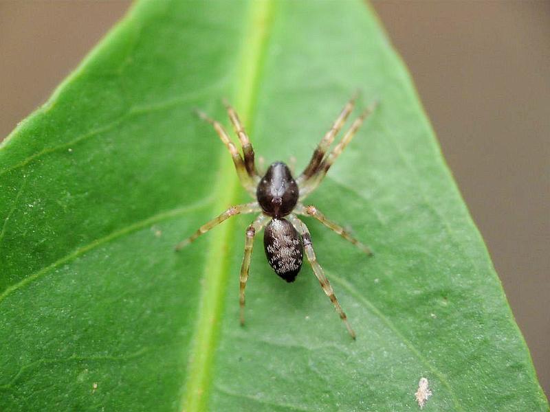 Battalus_spinipes_D6757_Z_84_Brisbane_Australie.jpg
