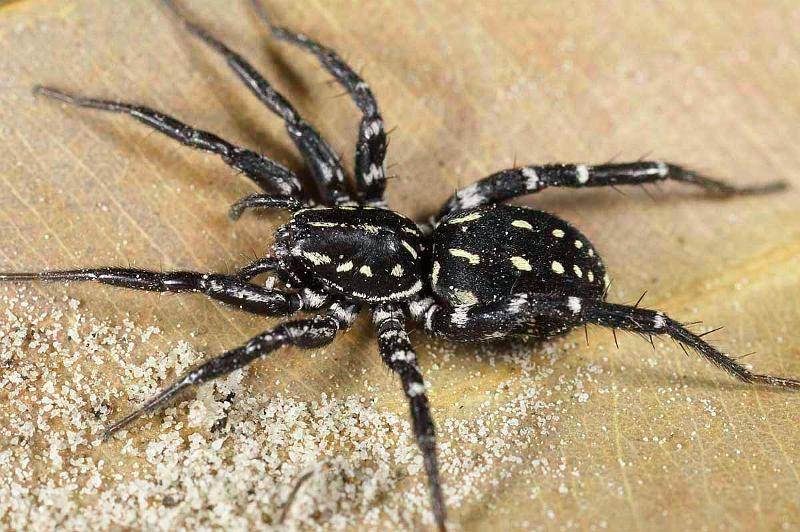 Supunna_albopunctum_D3999_Z_88_Sydney_Australie.jpg
