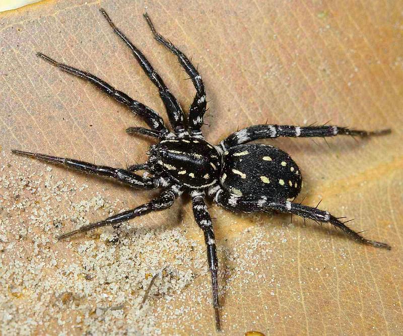 Supunna_albopunctum_D4000_Z_90_Sydney_Australie.jpg