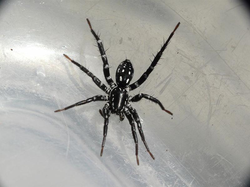 Supunna_albopunctum_D6781_Z_90_Brisbane_Australie.jpg